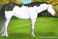 Horse Color:Black Splash Rabicano