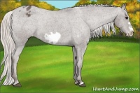 Horse Color:Silver Black Frame Varnish Rabicano 