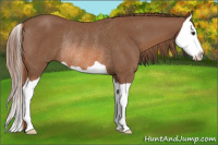 Horse Color:Liver Chestnut Splash Rabicano 