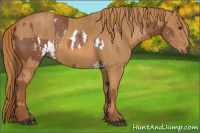 Horse Color:Chestnut Splash Frame Brindle
