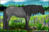 Horse Color:Blue Roan 