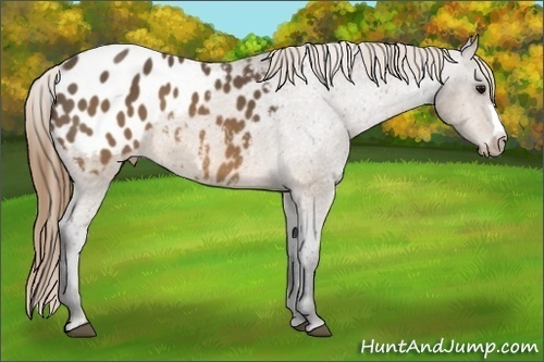 Horse Color:Buckskin Appaloosa