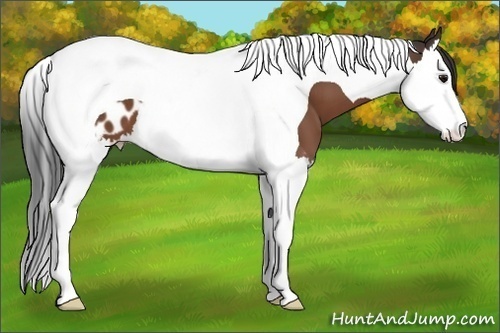 Horse Color:Bay Splash Tobiano Blanket 