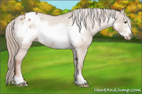 Horse Color:Red Dun Sabino Frame Blanket 