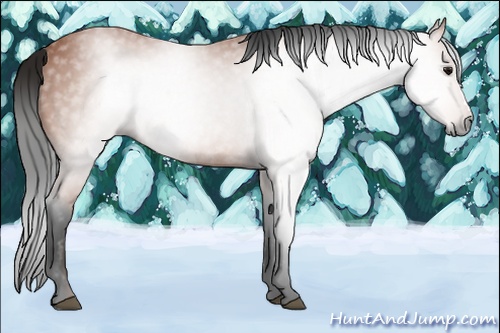 Horse Color:Gray Bay Rabicano