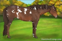 Horse Color:White Spotted Liver Chestnut 