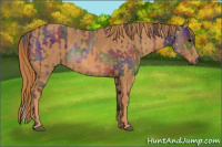 Horse Color:Nacre Bay Rabicano  Brindle