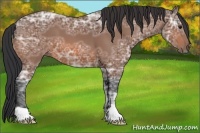 Horse Color:Bay Ice 