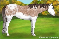 Horse Color:Bay Ice Splash Appaloosa