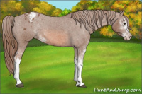 Horse Color:Liver Chestnut Sabino Blanket 