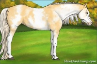 Horse Color:White Spotted Palomino 