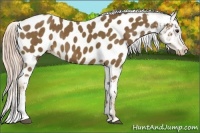 Horse Color:Chocolate Palomino Near Leopard 