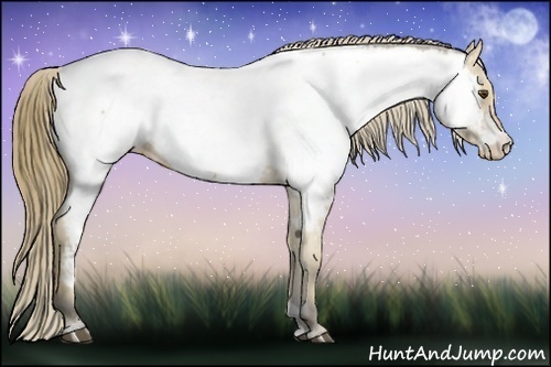 Horse Color: Buckskin Near Fewspot 