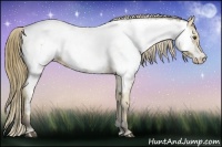 Horse Color:Buckskin Appaloosa 