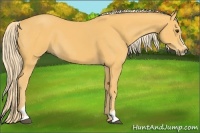 Horse Color:Palomino Sabino