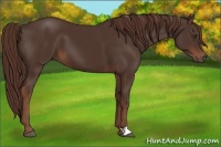 Horse Color:Liver Chestnut 