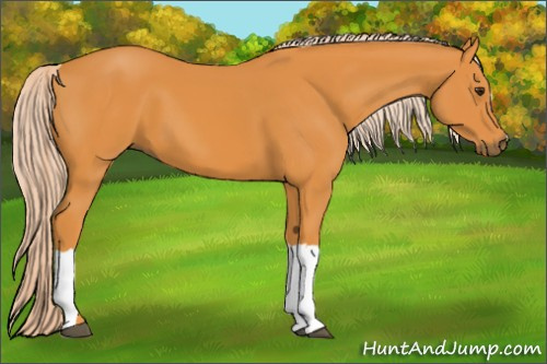 Horse Color: Chocolate Palomino 
