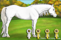 Horse Color:White Spotted Palomino Dun 
