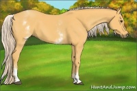 Horse Color:White Spotted Palomino 