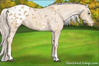 Horse Color:White Spotted Palomino Appaloosa 