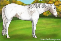 Horse Color:White Spotted Silver Buckskin Appaloosa 