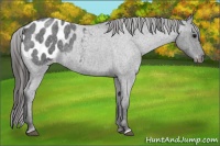 Horse Color:Blue Roan Appaloosa 