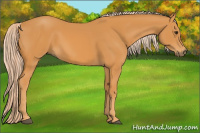 Horse Color:Chocolate Palomino 