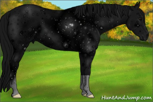 Horse Color: ERROR: UNKNOWN ANOMALY