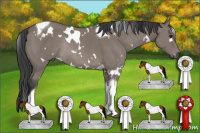 Horse Color:White Spotted Grullo Tobiano Rabicano