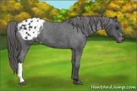 Horse Color:Black Blanket 