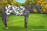 Horse Color:Black Near Leopard Rabicano 