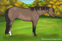 Horse Color:Brown Dun Sabino 