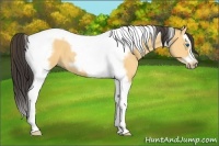 Horse Color:Buckskin Dun Splash Tobiano Frame 