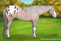 Horse Color:Brown Splash Appaloosa