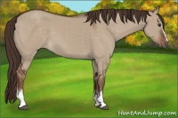 Horse Color:White Spotted Liver Red Dun 