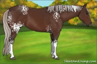 Horse Color:White Spotted Silver Bay 