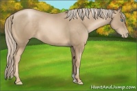 Horse Color:Chocolate Palomino Pearl 