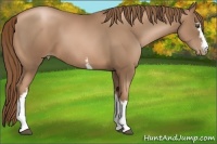 Horse Color:White Spotted Liver Chestnut Pearl 