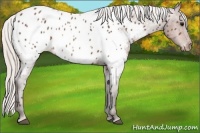 Horse Color:Silver Brown Sabino Near Leopard 