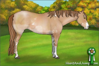 Horse Color:Bay Pearl Sabino 