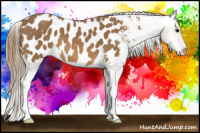 Horse Color:Buckskin Appaloosa 