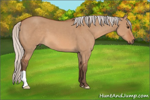 Horse Color: Silver Bay Dun 