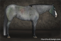 Horse Color:Blue Roan Splash Rabicano