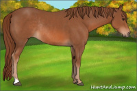 Horse Color:Liver Chestnut Rabicano