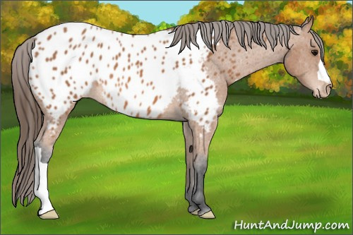Horse Color: Unknown 