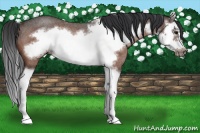 Horse Color:Bay Roan Splash Frame Rabicano 