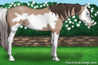 Horse Color:Amber Champagne Splash Frame 