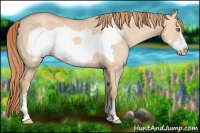 Horse Color:Gold Champagne Dun Frame 