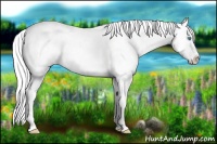 Horse Color:Cremello Roan Dun Appaloosa 
