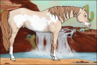 Horse Color:Gold Champagne Dun Frame Rabicano 